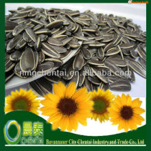 Common Black Salty Sunflower Seeds High Quality Cheap Price 909